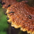 Snail wanders on fungus during beetle mating